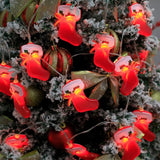 ARBOL DE NAVIDAD 1.50 + 2 CINTA LED NAVIDEÑA + 1 CJA. LUCES NAVIDEÑAS 3metros + 2 LAMPARAS NAVIDEÑAS